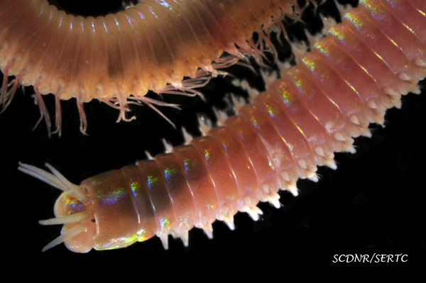 Marphysa sanguinea (polychaete worm) from Charleston Harbor, South Carolina